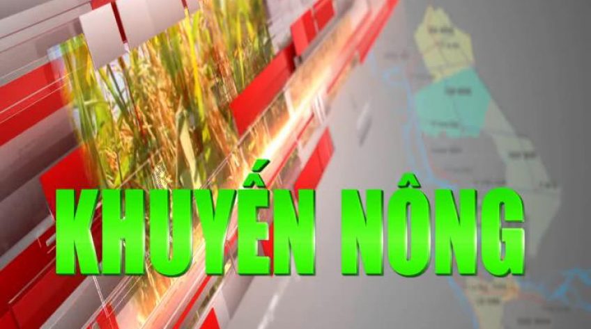 Khuyến nông – 26/12/2023: Cần phát huy mã vùng trồng