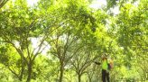 Cánh đồng hội nhập - 01/8/2021: Beam 25 năm giúp cây lúa mát, hạt đầy