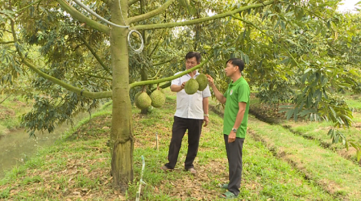 Bài học từ mùa sầu riêng mất giá