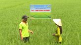 Cánh đồng hội nhập - 15/5/2021: Tora giúp hạt to tròn tới cậy