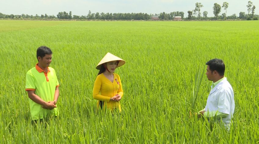 Cánh đồng hội nhập - 15/5/2021: Tora giúp hạt to tròn tới cậy