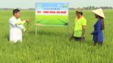 Cánh đồng hội nhập - 15/5/2021: Tora giúp hạt to tròn tới cậy
