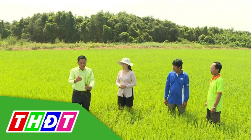 Cánh đồng hội nhập - 05/3/2022: 1 rải, 2 phun - Giải pháp quản lý vi khuẩn