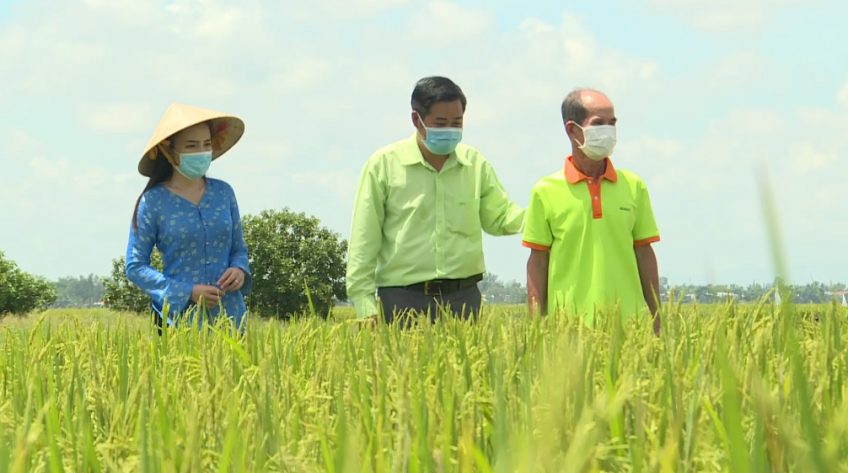 Cánh đồng hội nhập - 16/10/2021: Tối ưu năng suất và chất lượng từ giải pháp Tora