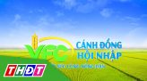 Cánh đồng hội nhập - 25/01/2025: Giải pháp khắc phục hiện tượng vàng lá lúa do thời tiết