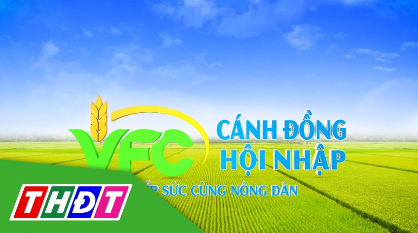 Cánh đồng hội nhập - 25/01/2025: Giải pháp khắc phục hiện tượng vàng lá lúa do thời tiết