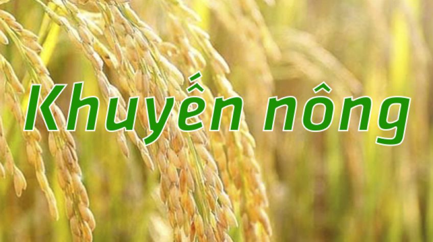 Khuyến nông - 30/01/2019