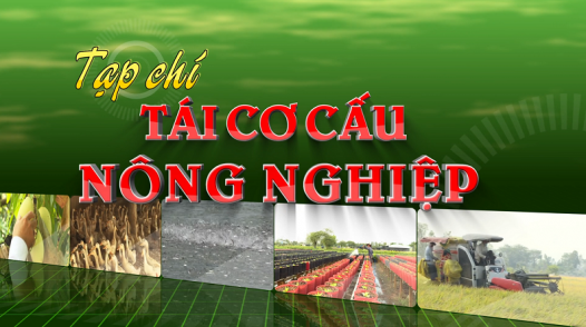 Tái cơ cấu nông nghiệp - 26/01/2025: Mùa Tết vui ở những vườn quýt hồng đang phục hồi