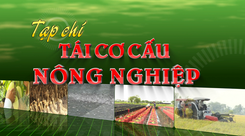 Tái cơ cấu nông nghiệp - 16/02/2025: Nông nghiệp PGS, những người tiên phong xanh