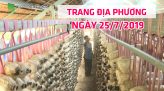 Trang tin địa phương - Thứ Sáu, 26/7/2019 - Huyện Thanh Bình