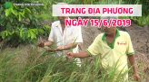 Trang tin địa phương - Thứ Tư, 19/6/2019 - Huyện Lai Vung