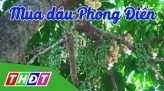 Đặc sản miền sông nước: Đậu rồng leo dây