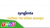 Syngenta thông tin nông nghiệp - 13/10/2024: Quản lý đạo ôn lúa