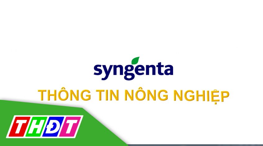 Syngenta - Thông tin nông nghiệp - 15/5/2022: Giai đoạn làm đòng cần lưu ý gì để có đòng to, bông bự