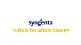 Syngenta thông tin nông nghiệp - 06/01/2025: Quản lý bệnh hại lúa giai đoạn nuôi đòng