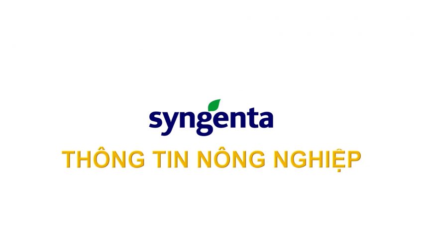 Syngenta thông tin nông nghiệp - 06/01/2025: Quản lý bệnh hại lúa giai đoạn nuôi đòng