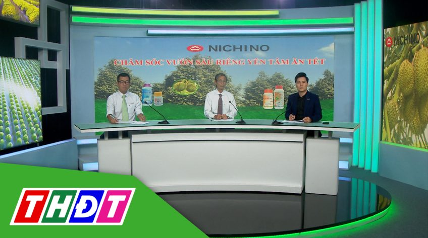 Tư vấn Khuyến nông - 29/1/2024 - Chăm sóc vườn sầu riêng yên tâm ăn Tết