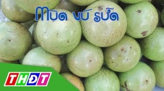 Đặc sản miền sông nước: Mùa vú sữa